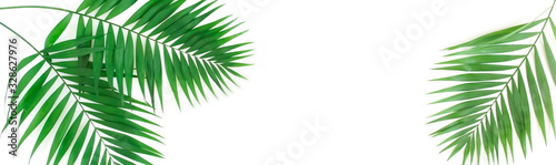 tropical green palm leaves , branches pattern frame banner on a white background . top view.copy space.abstract. © irenastar