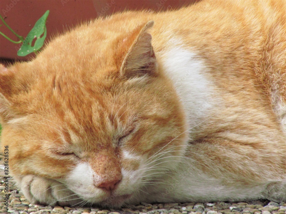 Fototapeta premium 猫の昼寝