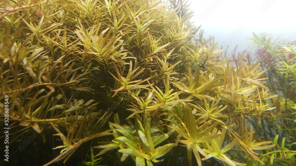 stem plant in aquarium stem plant in aquarium