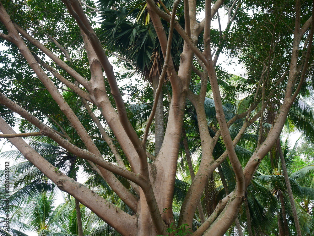 Fototapeta premium Big tree with many branches in a big forest