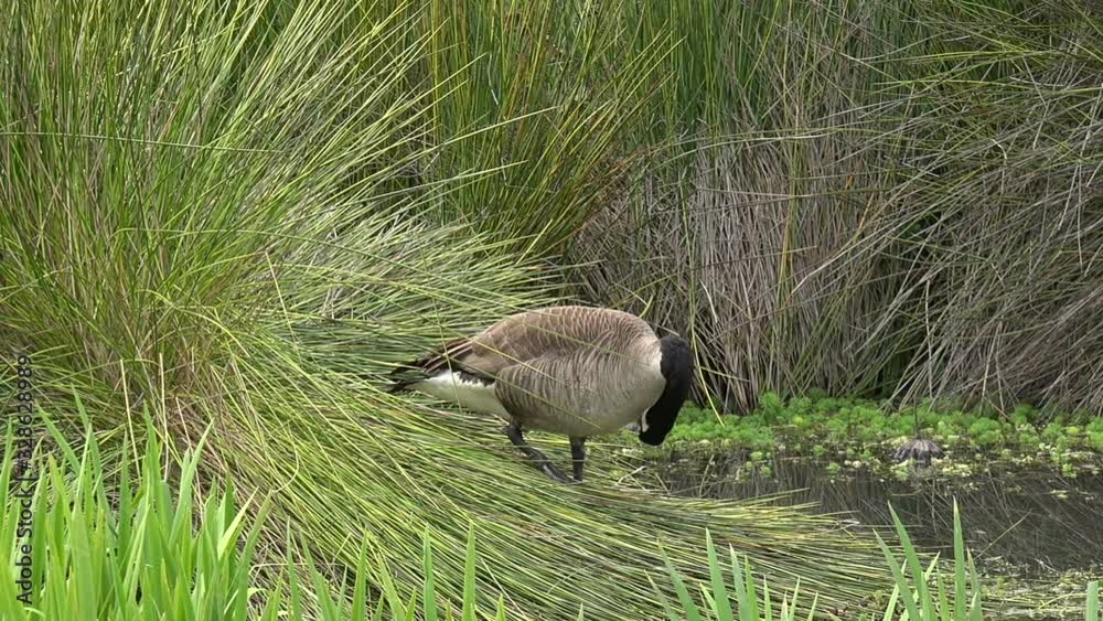 A goose standing in tall grass preening itself A goose standing in tall grass preening itself
