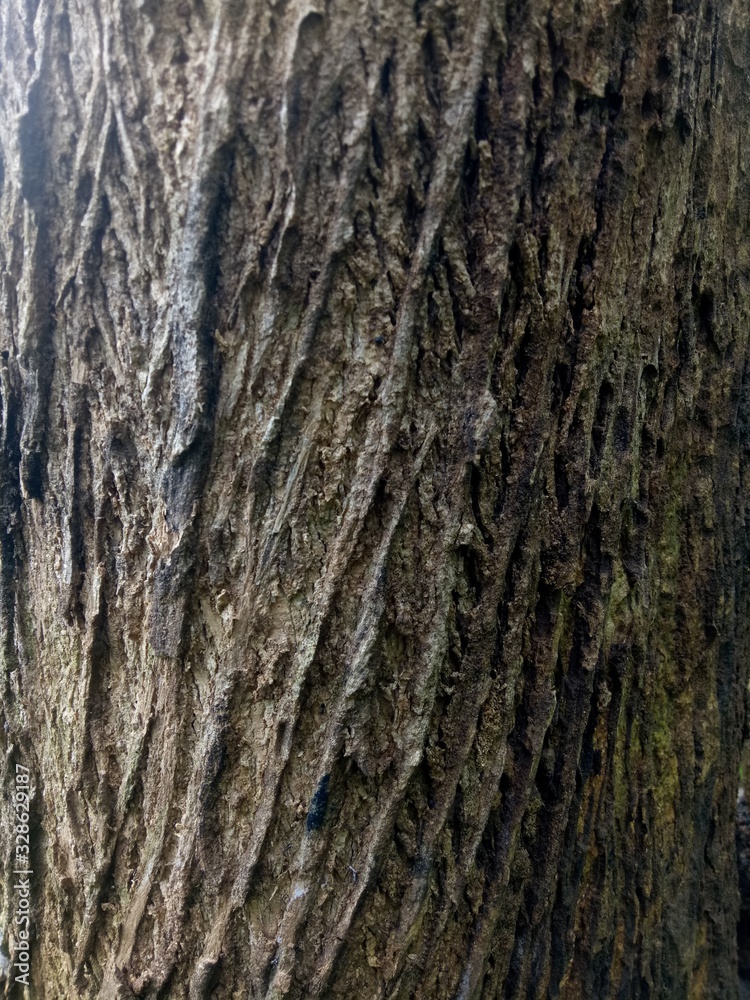 detail of texture of old teak tree. wood background detail of texture of old teak tree. wood background