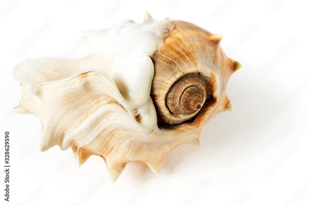 Seashell on white background close up. poster Seashell on white background close up. poster