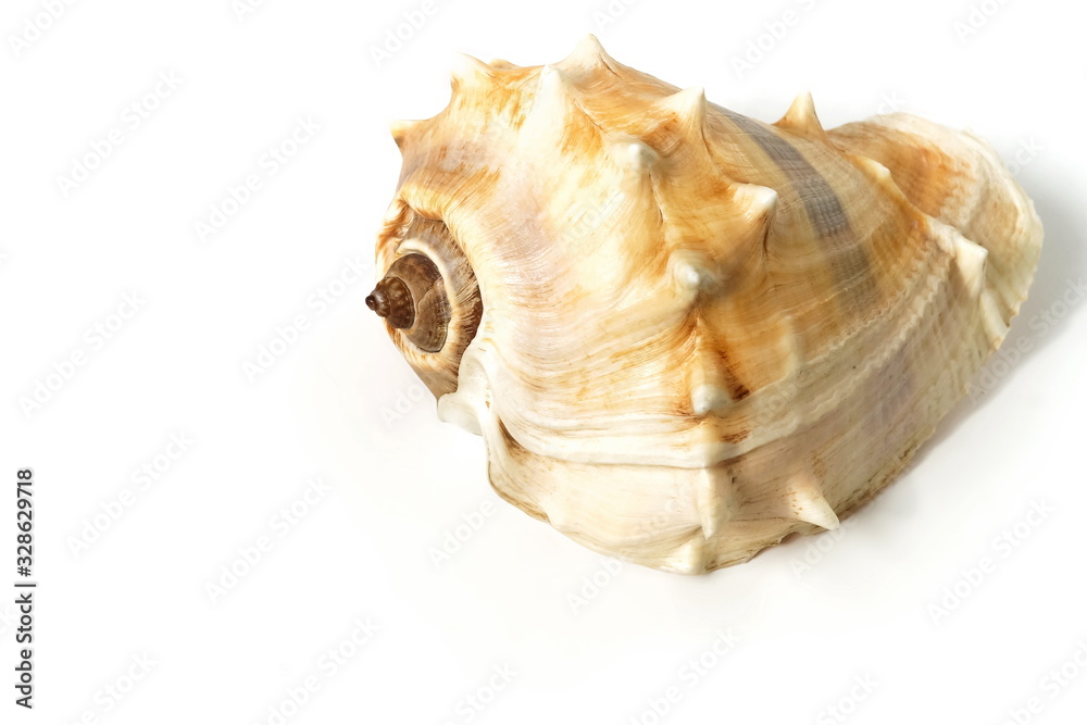 Seashell on white background close up. poster Seashell on white background close up. poster