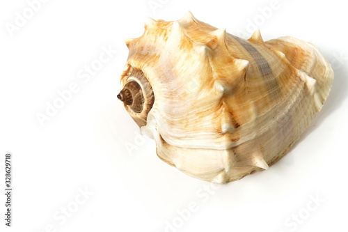 Seashell on white background close up. poster