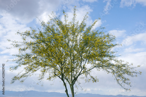 Palo Verde tree in Bloom with a partially cloudy sky
