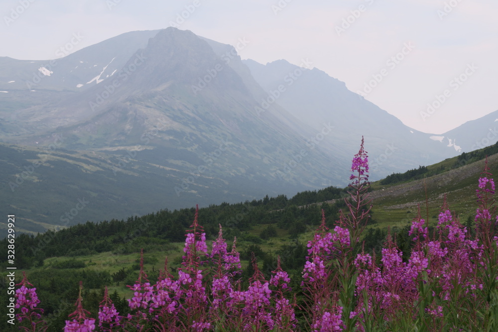 Violet flowers in the mountains