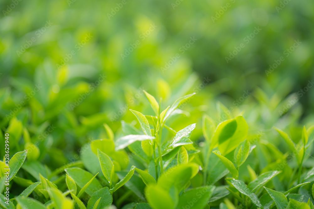 Green tea buds and leaves at early morning on plantation Green tea buds and leaves at early morning on plantation