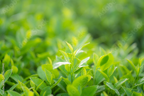 Green tea buds and leaves at early morning on plantation