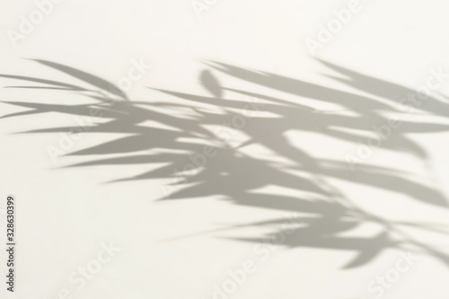 natural leaves shadow background . Abstract tree branch falling on light wall texture for backdrop and wallpaper.Floral card.