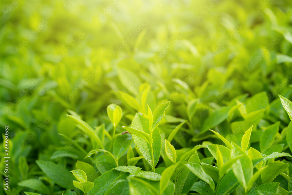 Green tea buds and leaves at early morning on plantation Green tea buds and leaves at early morning on plantation