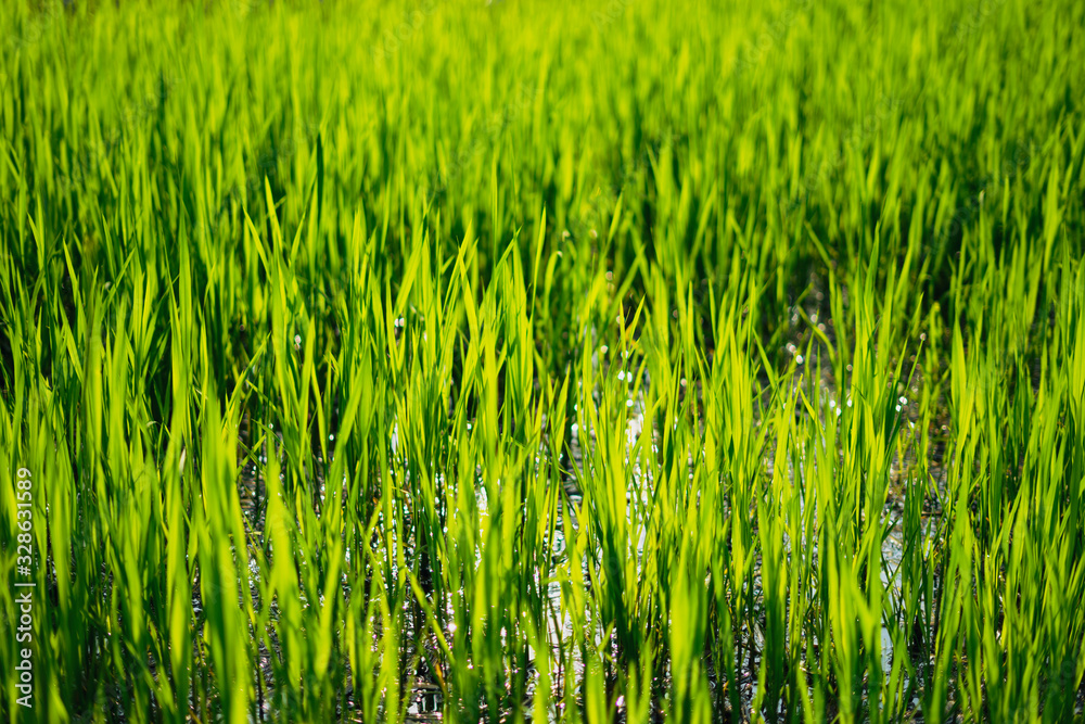 Obraz premium The green leaves of the lake shore to relax