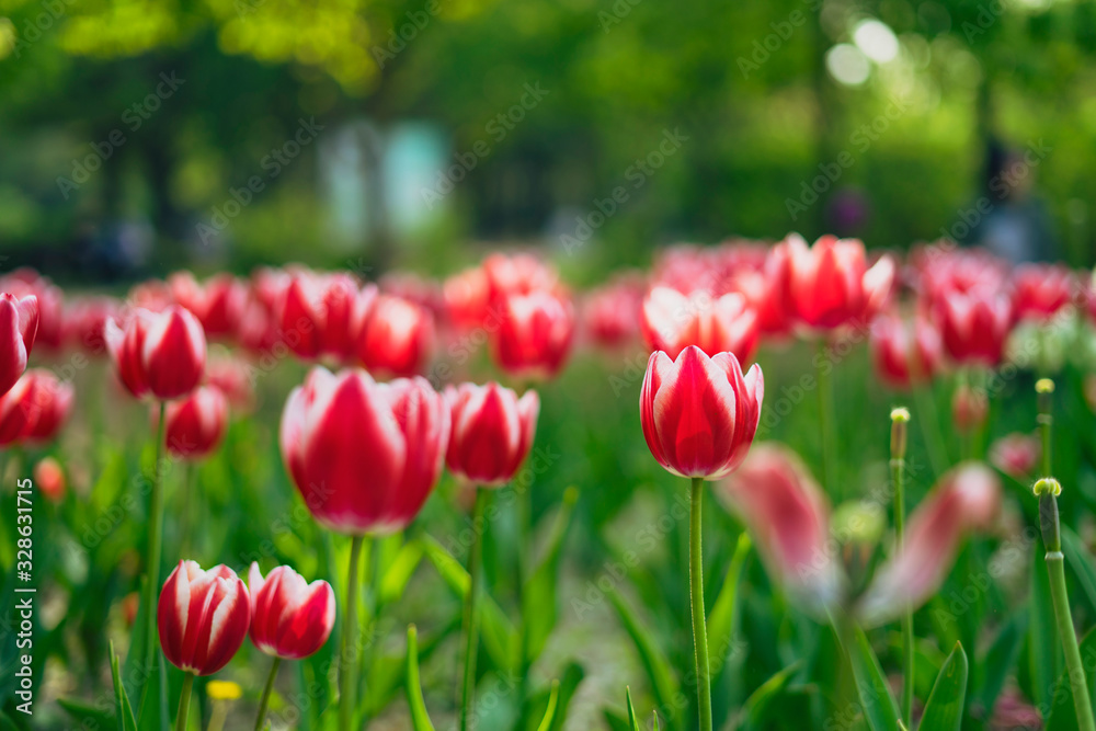 Obraz premium Tulips blooming in Seoul Forest Park