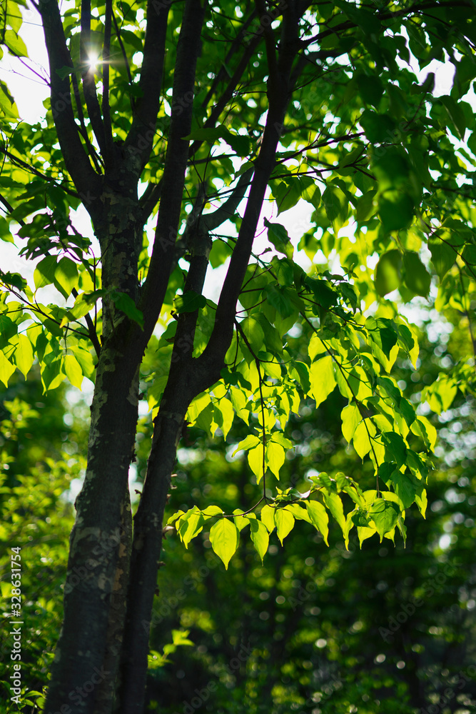 Fototapeta premium Maple of green leaves to relax heart