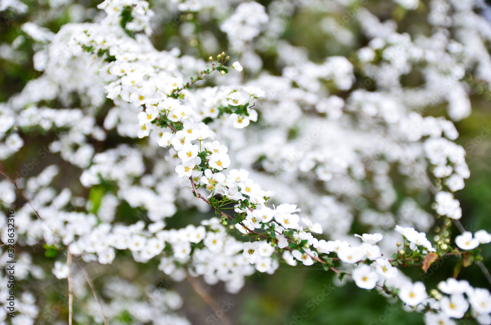 ユキヤナギの花 ユキヤナギの花