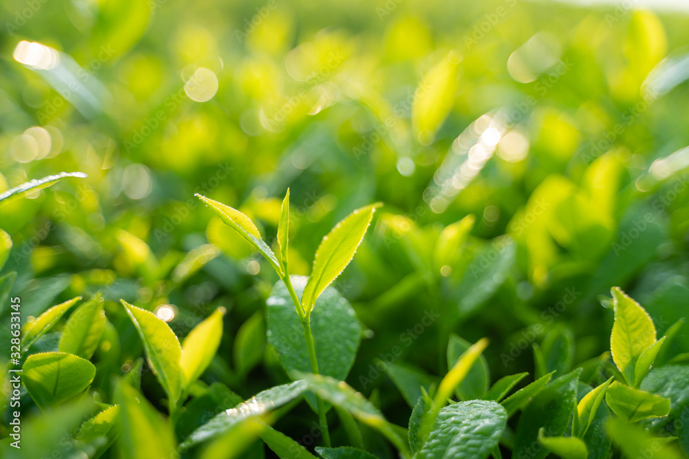 Green tea buds and leaves at early morning on plantation Green tea buds and leaves at early morning on plantation