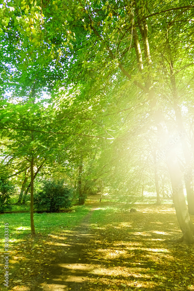 Fototapeta Piękna słoneczna wiosna i lato przyroda, drzewa w parku i krajobraz na świeżym powietrzu