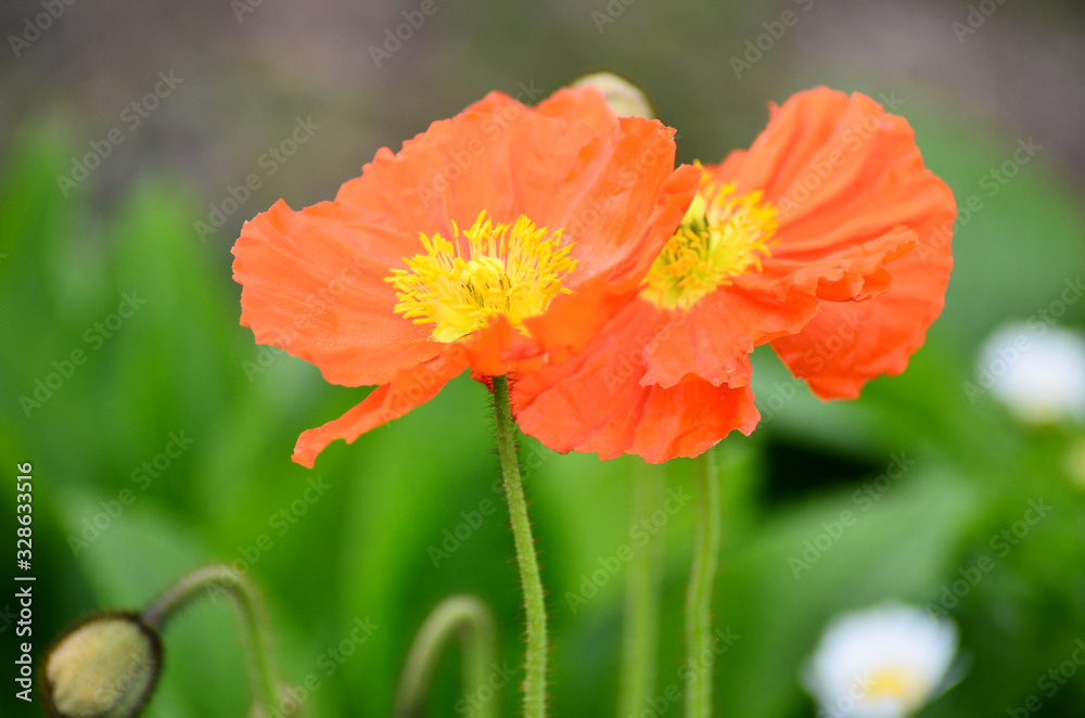 ヒナゲシの花 ヒナゲシの花