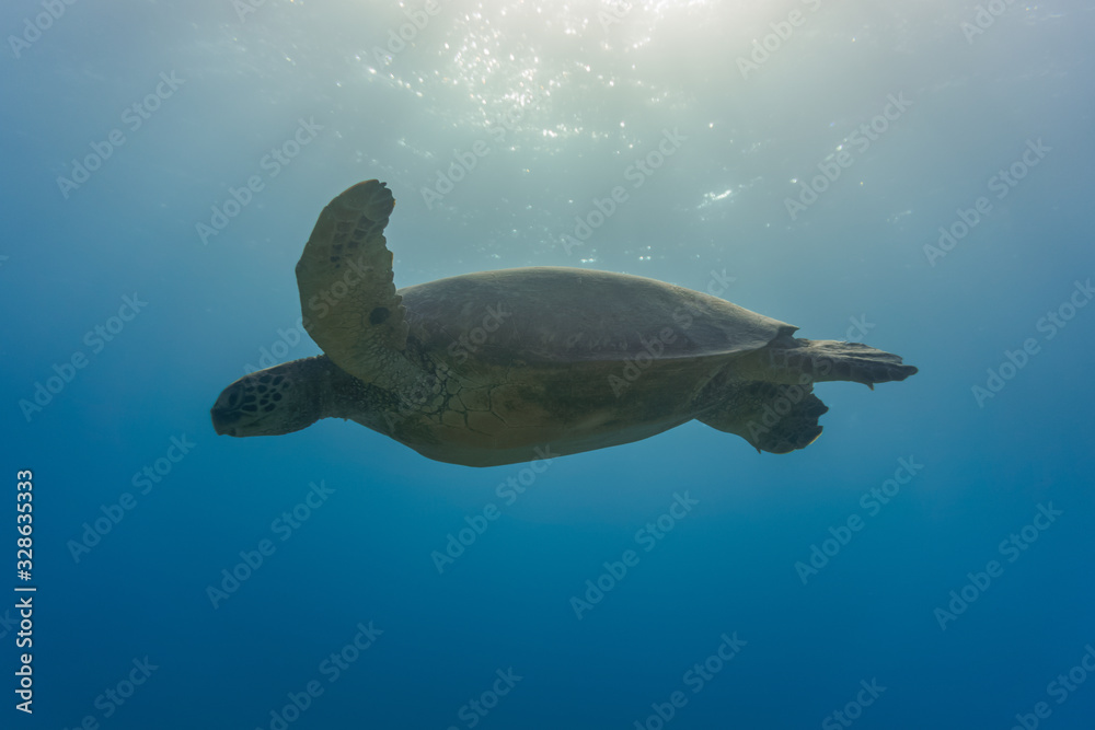Fototapeta premium Silhouetted Sea Turtle Gliding in the Ocean Sunlight