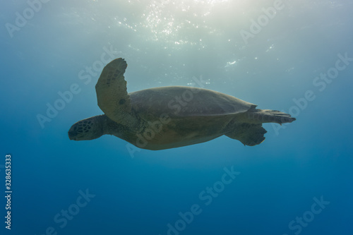 Silhouetted Sea Turtle Gliding in the Ocean Sunlight