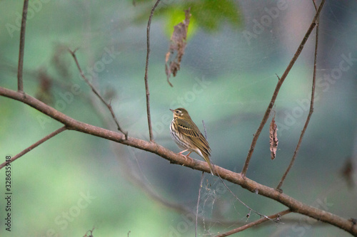 Olive backed Pipit,  Anthus hodgsoni, Mangan, Sikkim, India photo