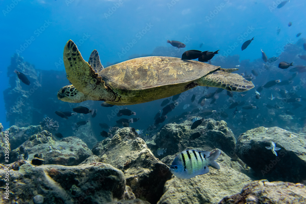Obraz premium Turtle Gliding though the Ocean with Fish in the Background
