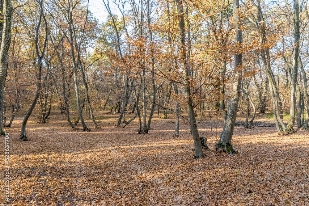 Naklejka premium Hoia Baciu Forest - World’s Most Haunted Forest with a reputation for many intense paranormal activity and unexplained events. Inside Hoia Baciu Haunted Forest in Cluj-Napoca, Transylvania, Romania