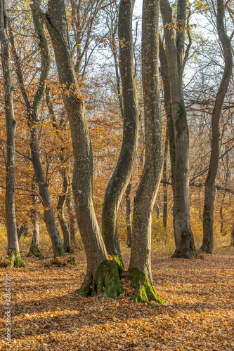 Hoia Baciu Forest - World’s Most Haunted Forest with a reputation for many intense paranormal activity and unexplained events. Inside Hoia Baciu Haunted Forest in Cluj-Napoca, Transylvania, Romania photo