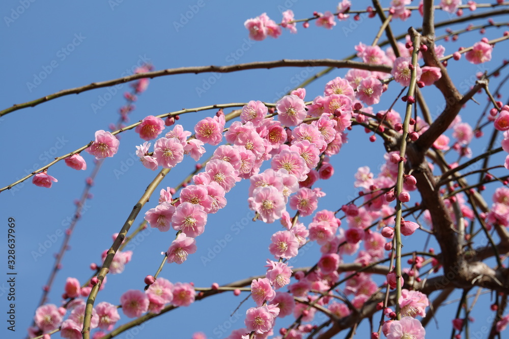 春の梅の花