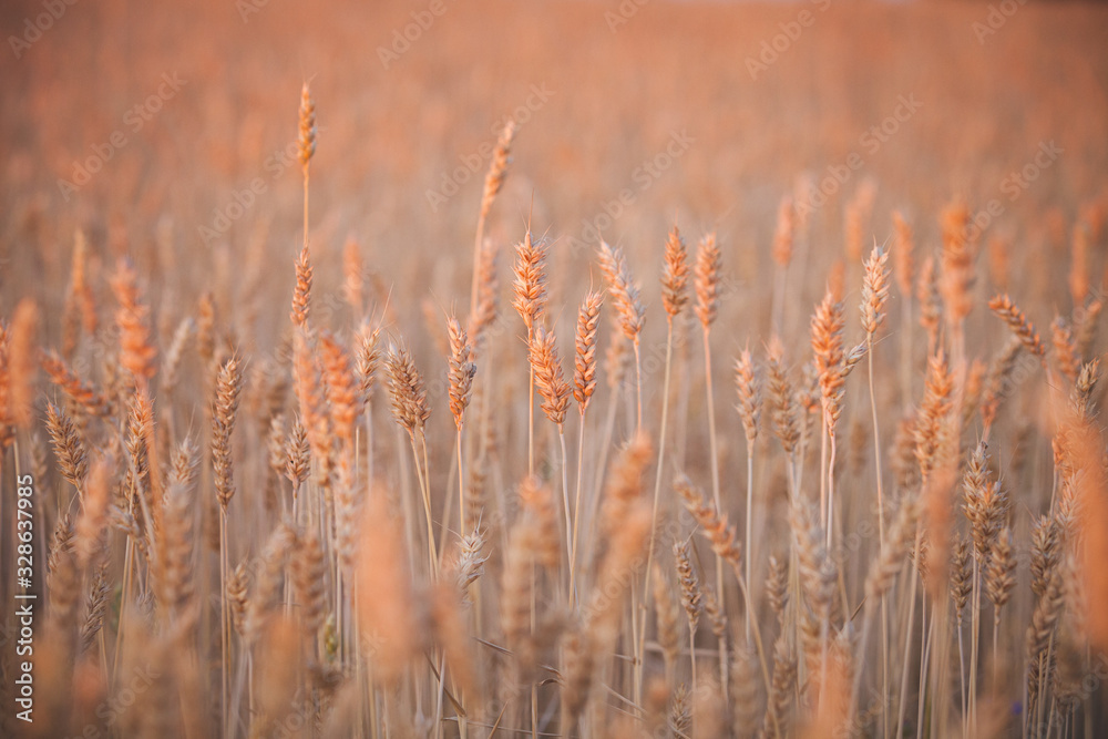 Fototapeta premium Field of golden wheat against the backdrop of a beautiful sunset. Agriculture. A rich harvest of wheat. Toning