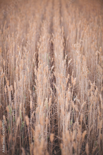 Top view on a wheat field during sunset. Rye ripens in a rural meadow. Agriculture. A rich harvest of wheat. Toning