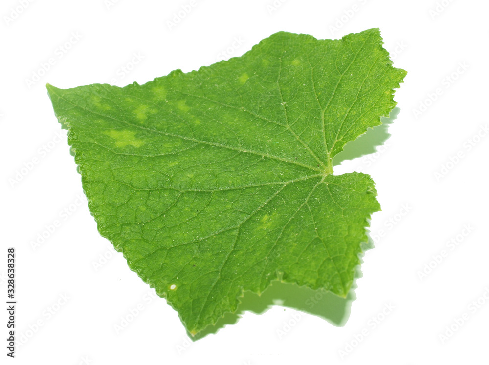 Cucumber leaves isolated on a white background Cucumber leaves isolated on a white background