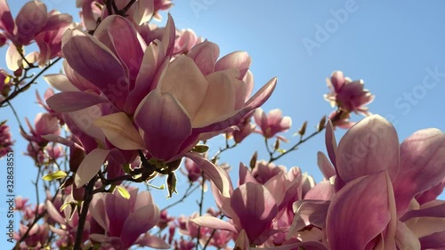 Pink magnolia flowers blooming tree branches with sunlight on Lyon, France street. Video 4K photo