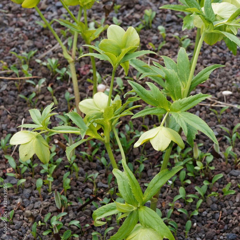 Hellébore vert (Helleborus viridis) Hellébore vert (Helleborus viridis)