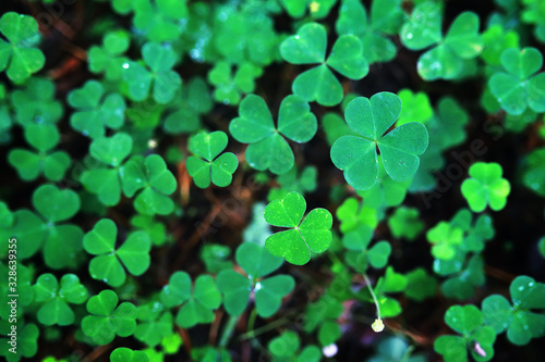 Background from plant clover four leaf. Irish traditional symbol. St.Patrick 's Day.