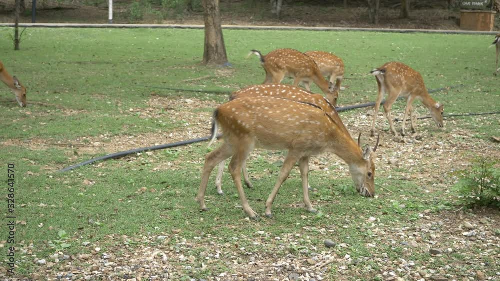 deer of wildlife animal in lawn grass field deer of wildlife animal in lawn grass field