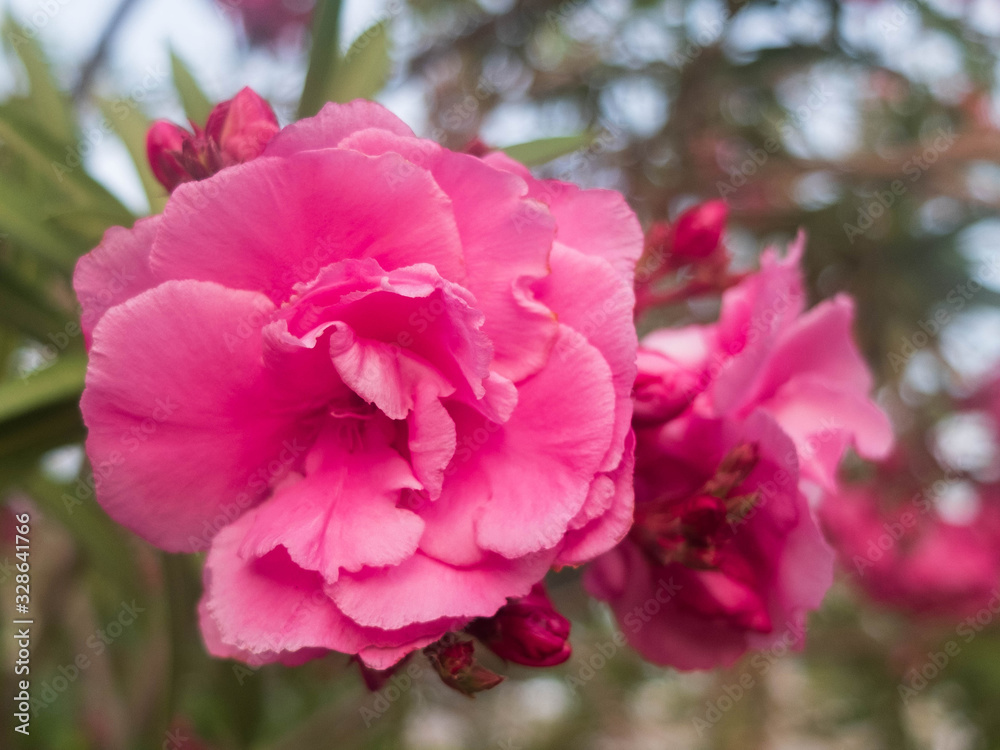 Pink flowers of common peonys. Paeonia officinalis Pink flowers of common peonys. Paeonia officinalis