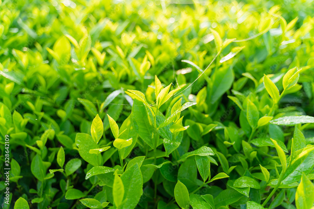 Green tea buds and leaves at early morning on plantation