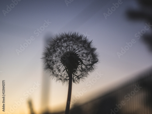 dandelion in the evening in the garden  Russia