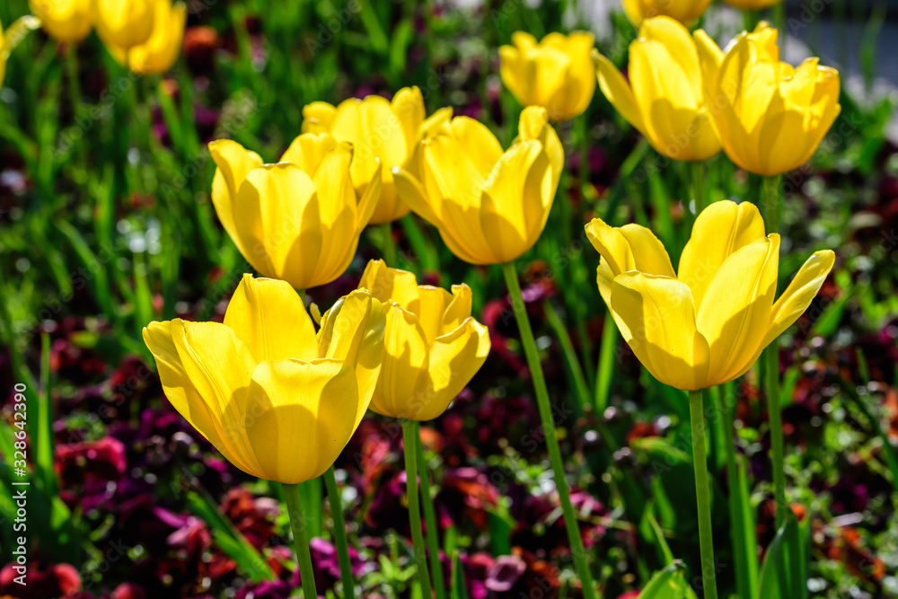 Close up of many delicate yellow tulips in full bloom in a sunny spring garden, beautiful outdoor floral background Close up of many delicate yellow tulips in full bloom in a sunny spring garden, beautiful outdoor floral background