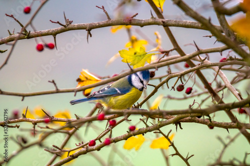 blue tit in the beautiful green forest