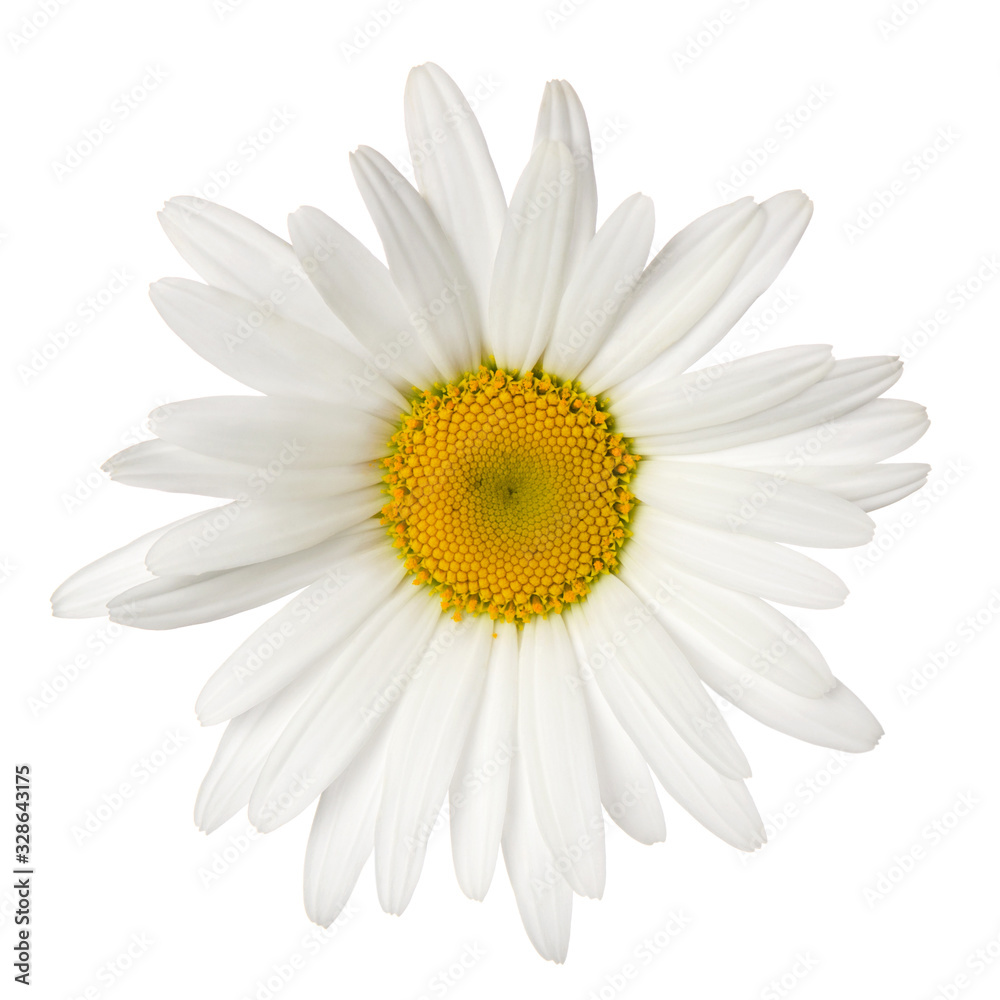 Daisy single flower head with yellow center isolated on white background