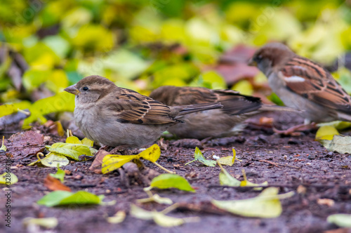 sparrow in the beautiful green forest