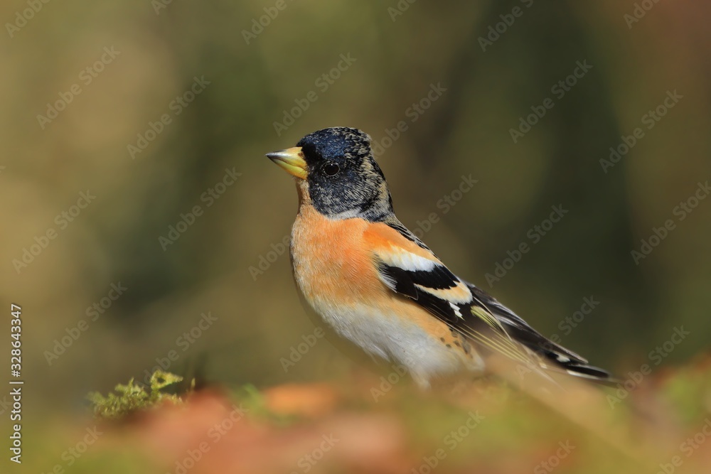 Brambling (Fringilla montifringilla) in its natural habitat in Czech republic. Songbird sitting on the ground Brambling (Fringilla montifringilla) in its natural habitat in Czech republic. Songbird sitting on the ground