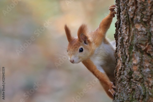 Red squirrel climbing an old tree and looking curiously straight into the camera. Wildlife in November forest. Sciurus vulgaris. © Monikasurzin