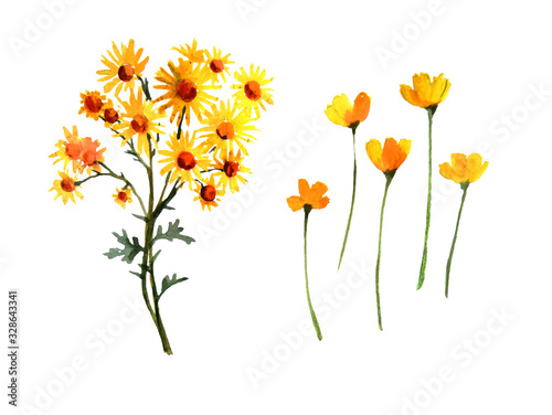 Set of watercolor summer wildf flower. Cute hand drawn illustration with yellow flower