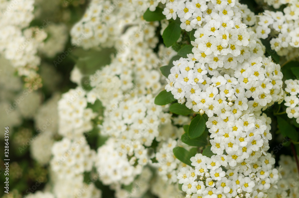 Blooming branch with white spring flowers. Spring flowers background. Selective focus. Blooming branch with white spring flowers. Spring flowers background. Selective focus.