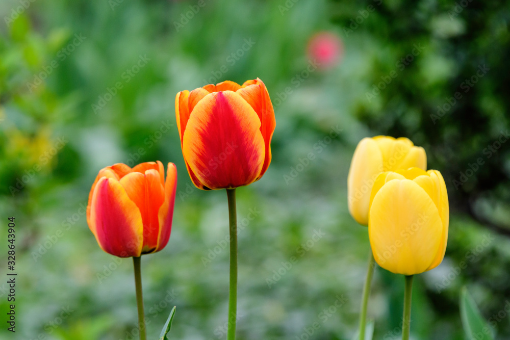 Obraz premium Close up of four delicate red and yellow tulips in full bloom in a sunny spring garden, beautiful outdoor floral background