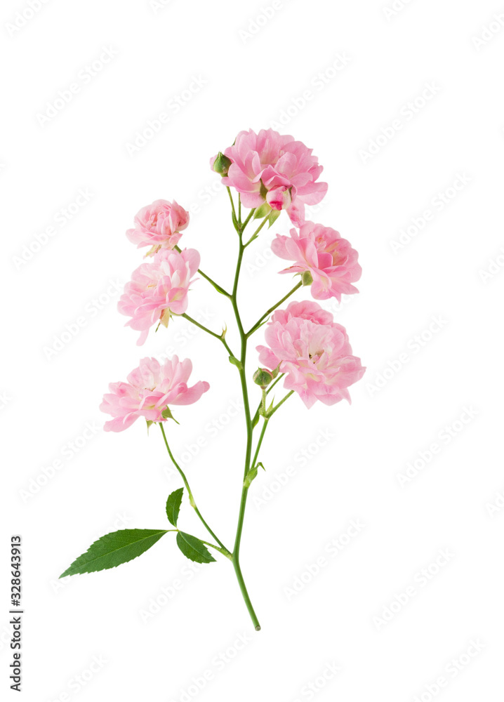 Rose branch with pink flowers isolated on white background with clipping path