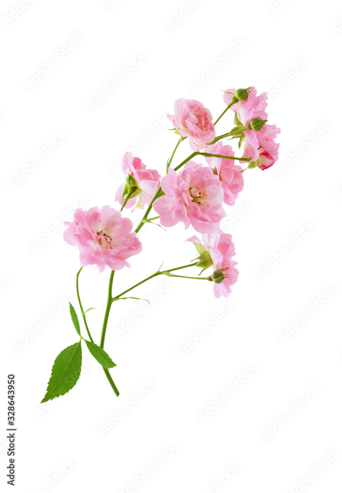 Small pink rose flowers on branch isolated on white background with clipping path